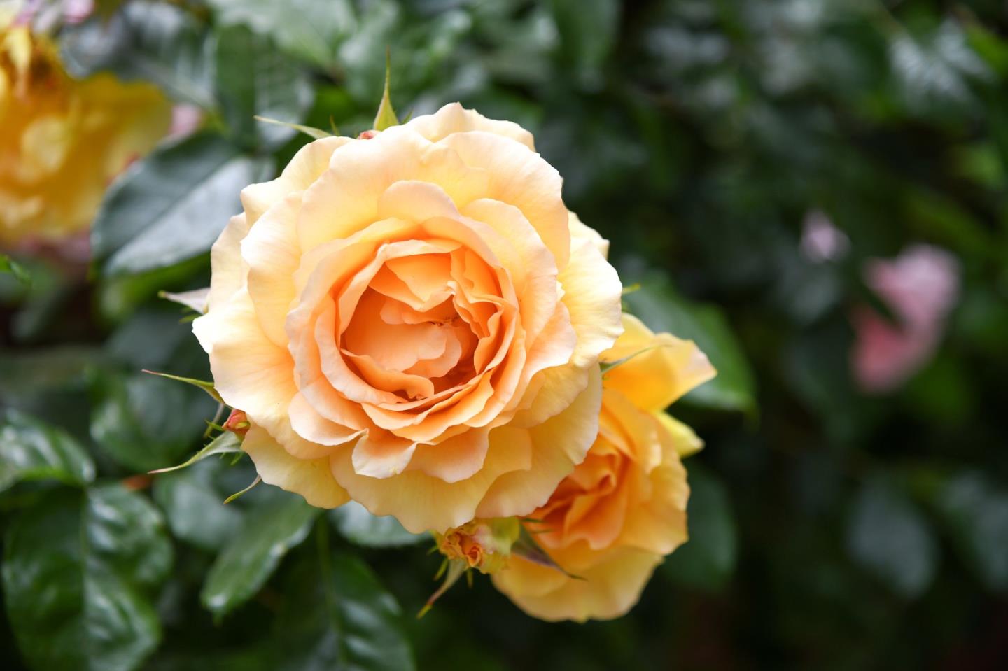 1106 Grand Street Alameda, CA 94501 - Photo 90 of 100 a view of a wooden floor