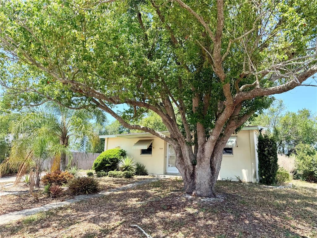 7055 Merrick Lane Spring Hill, FL 34606 - Photo 3 of 17 a tree in the garden of a house