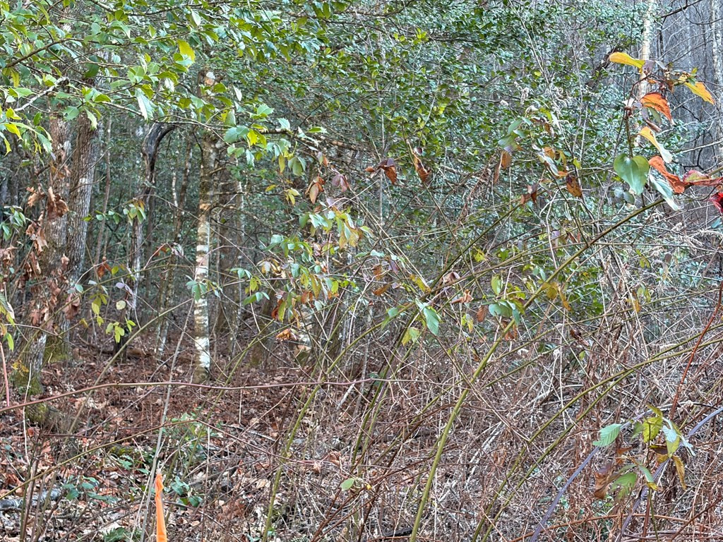 0 Old Faber Road Topton, NC 28781 - Photo 5 of 10