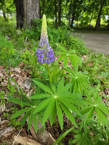 $390,000 | 17 Otter Creek Drive, Mount Desert, ME 04660