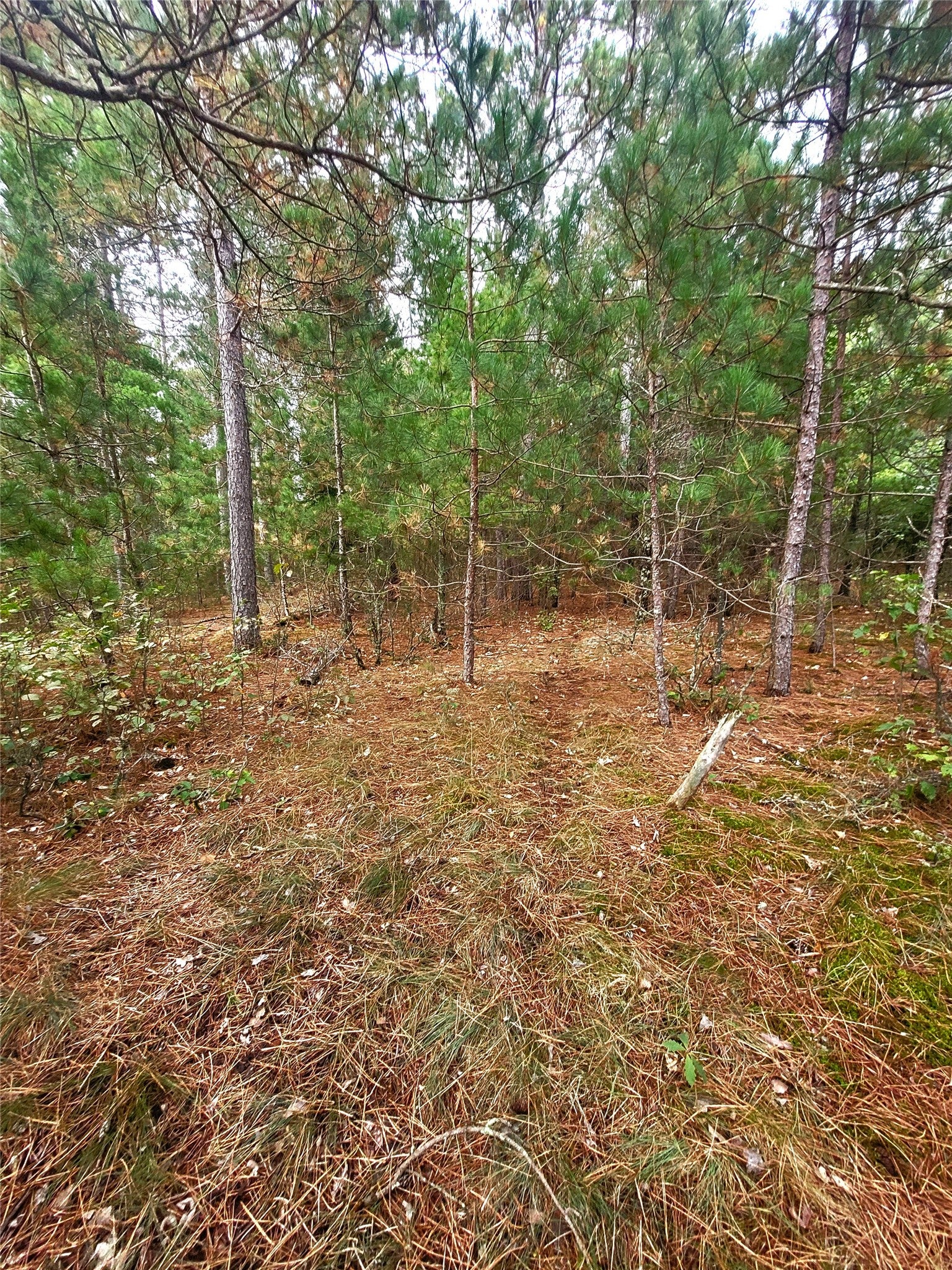 0 Blueberry Road Gordon, WI 54838 - Photo 24 of 35 Gallery Image 24