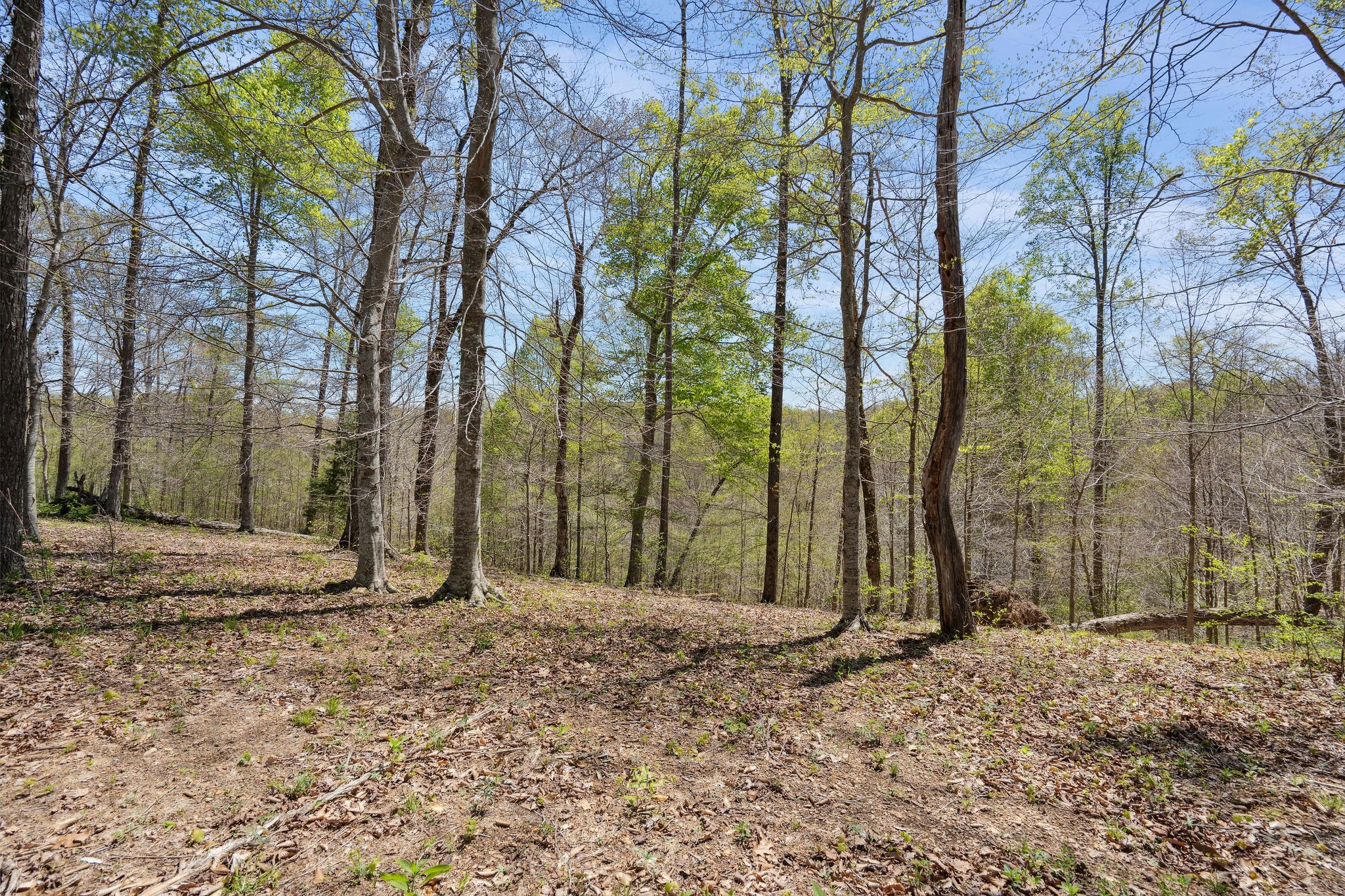 6016 Russell Ridge Lane Franklin, TN 37064 - Photo 8 of 26 Gallery Image 8