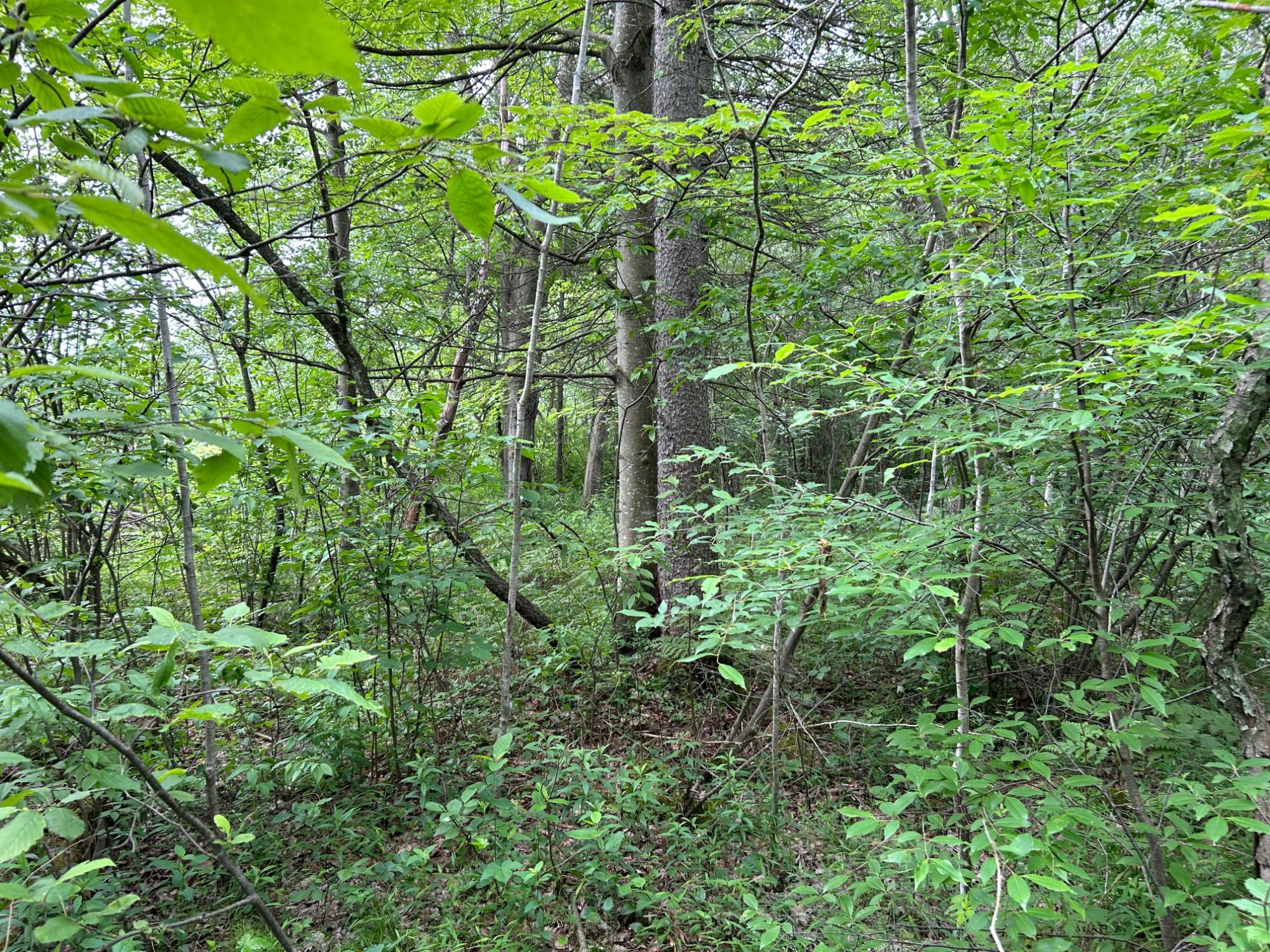 W12242 Highland Road Antigo, WI 54409 - Photo 17 of 29 Gallery Image 17