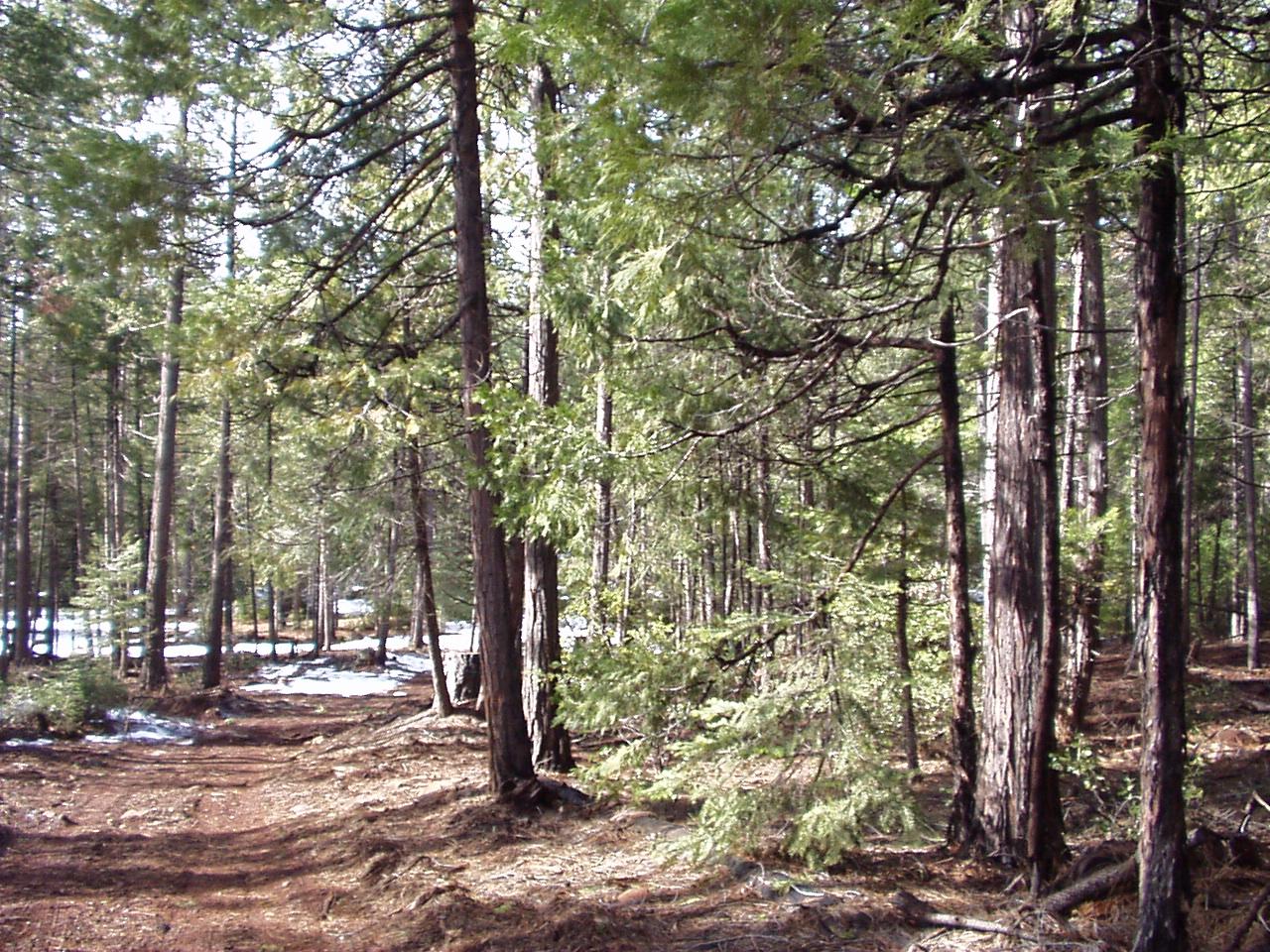 a view of a forest filled with trees
