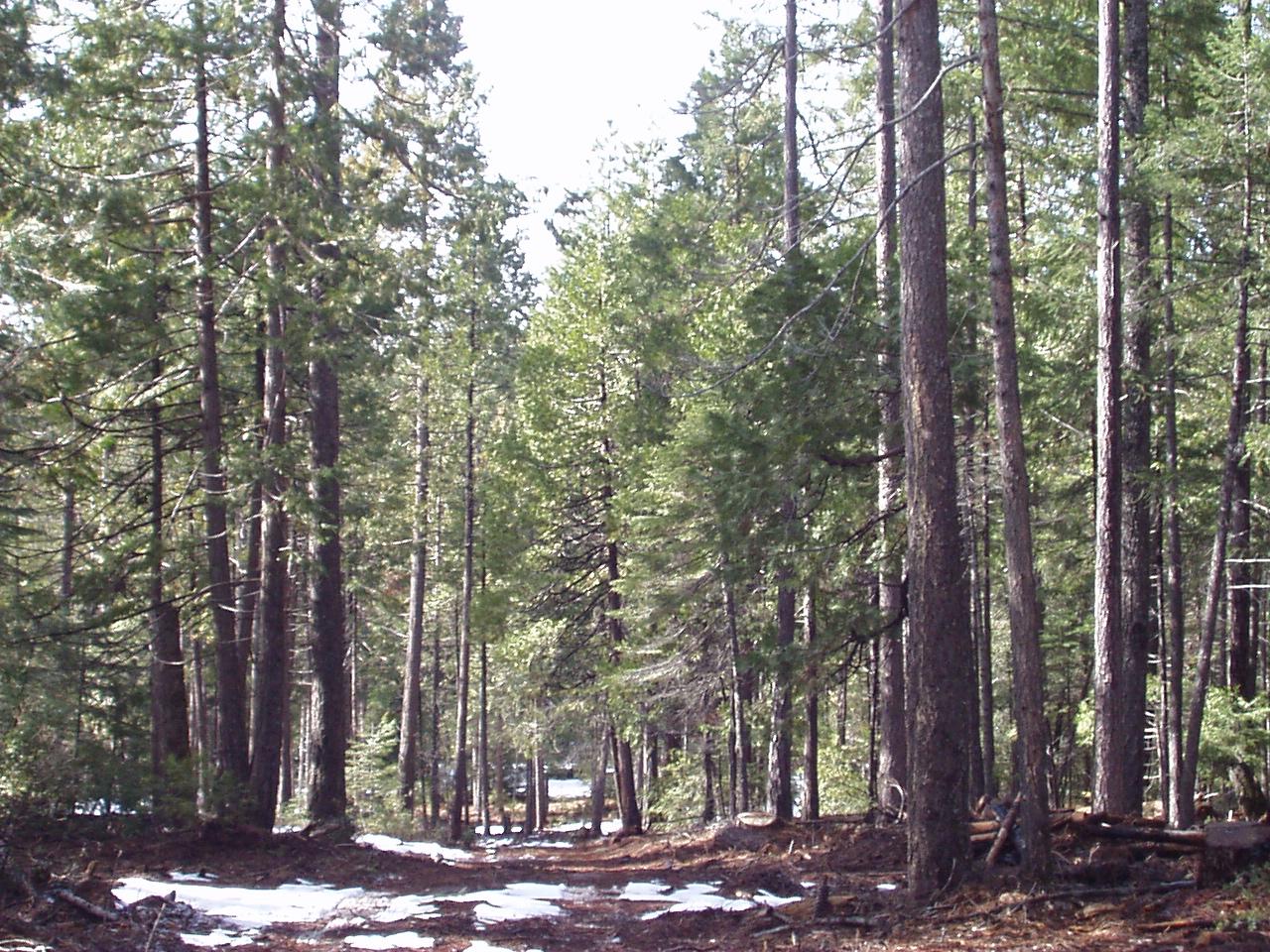 Ponderosa Way Shingletown, CA 96088 - Photo 2 of 3 a view of forest