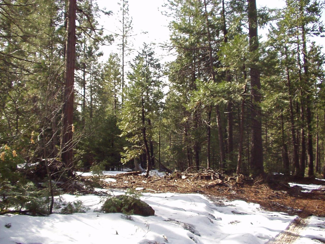 Ponderosa Way Shingletown, CA 96088 - Photo 3 of 3 a view of a yard with trees