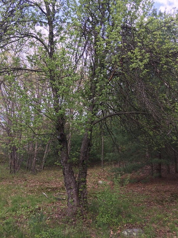 81 Chilson Road Wilbraham, MA 01095 - Photo 15 of 18 Gallery Image 15