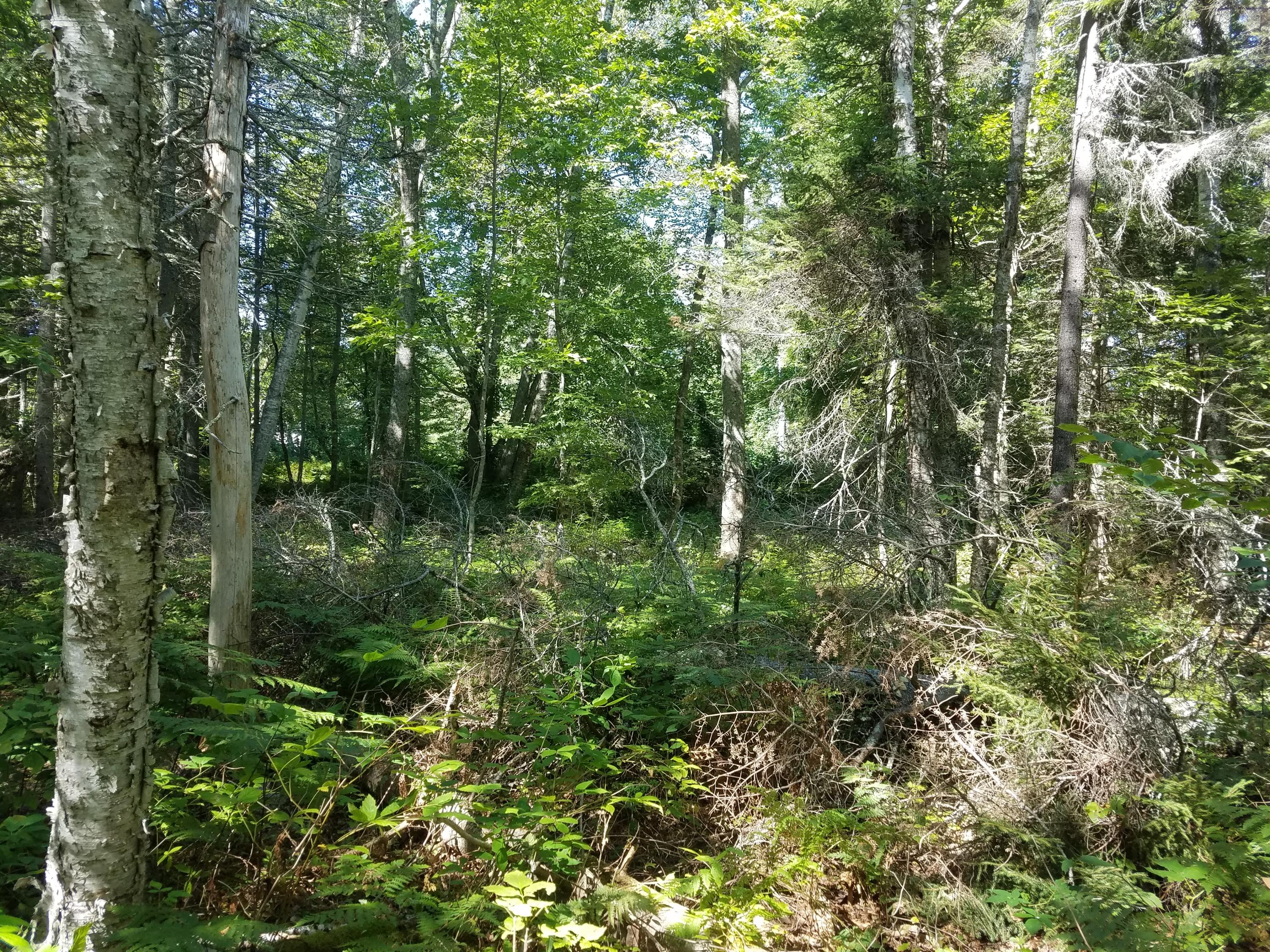 0 Ledge Road South Thomaston, ME 04858 - Photo 13 of 18 20190905_142103