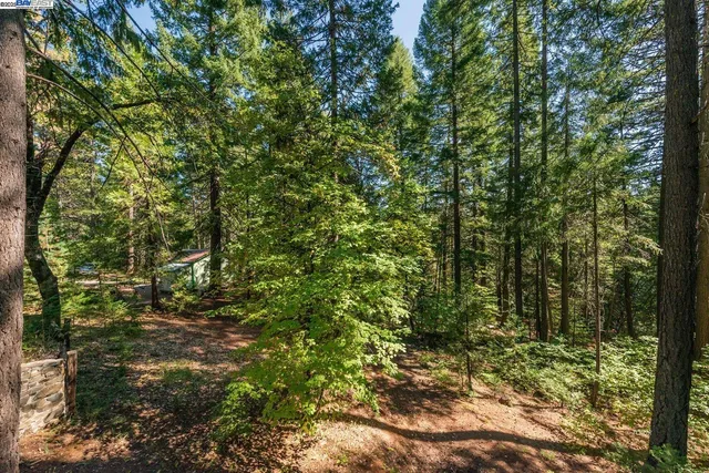 a view of a forest that has a tree
