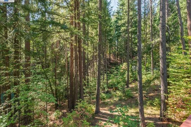 a view of a forest with trees