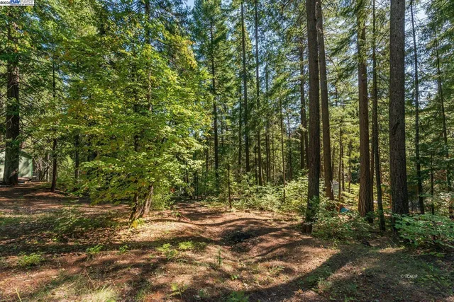 a view of a wooden house with large trees
