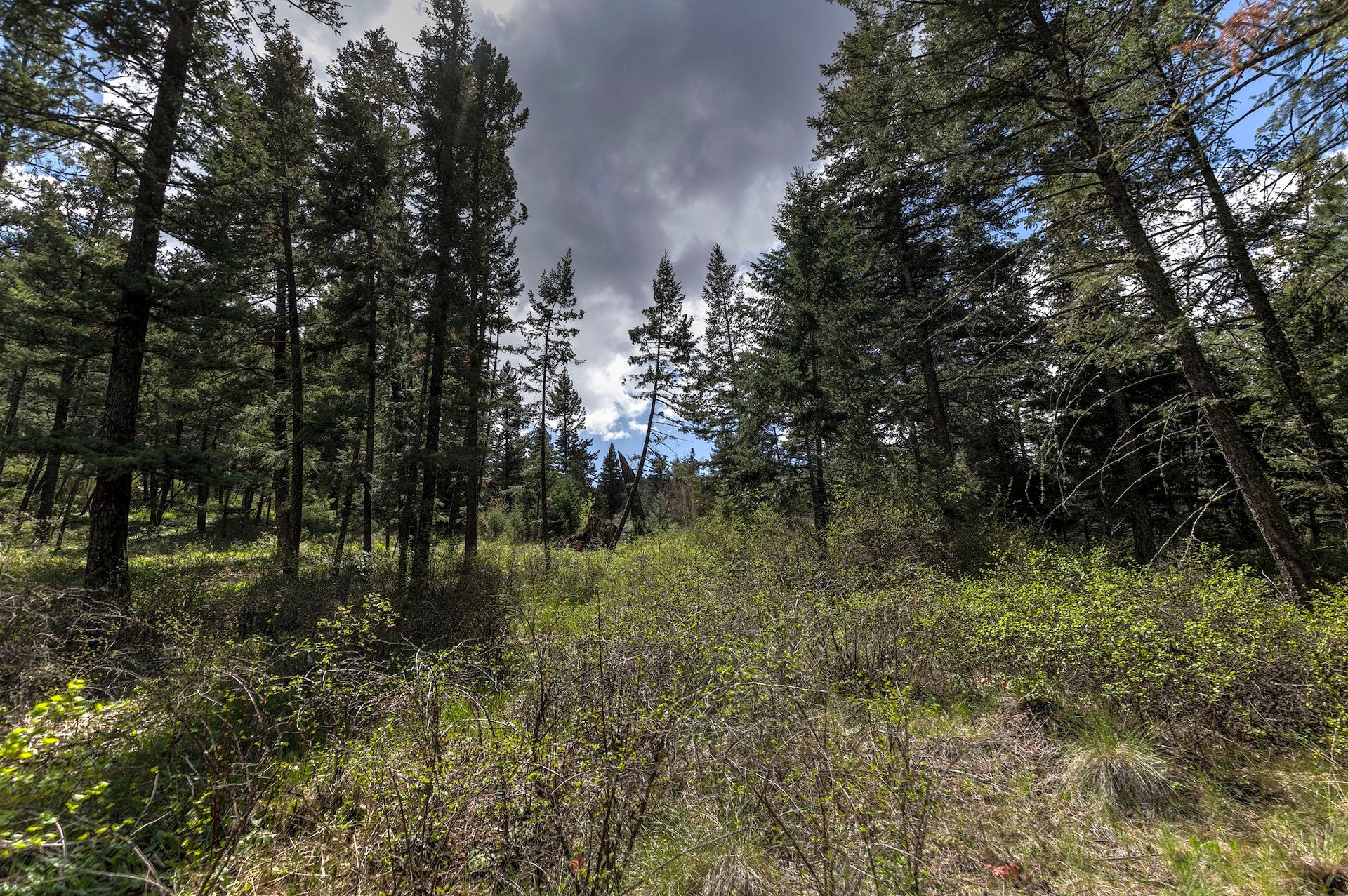 13275 Balsam Root Road Lolo, MT 59847 - Photo 15 of 36 Gallery Image 15