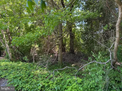 a plant of a tree in a garden