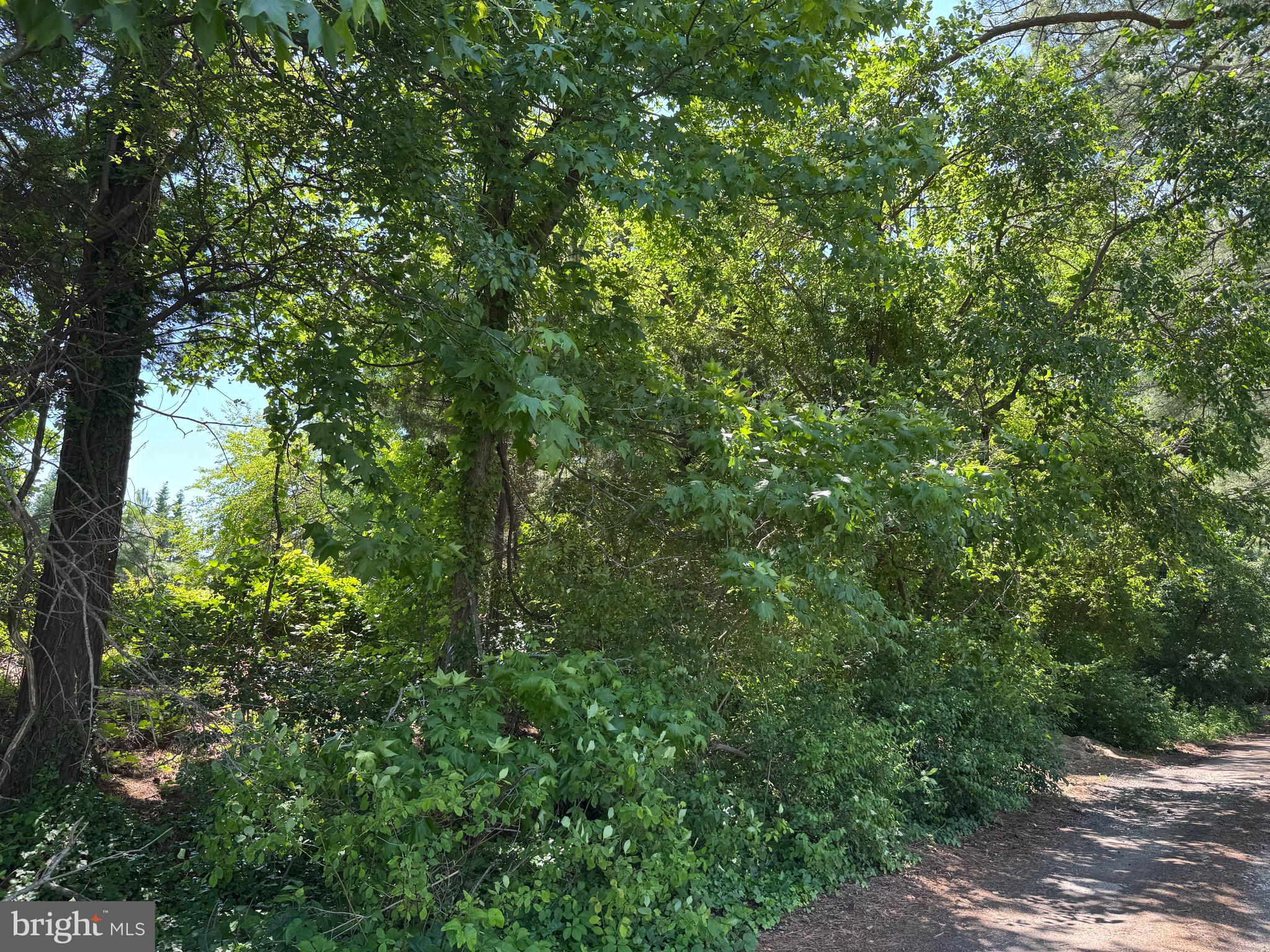 0 Ackerman Drive Stevensville, MD 21666 - Photo 17 of 17 a view of a lush green forest