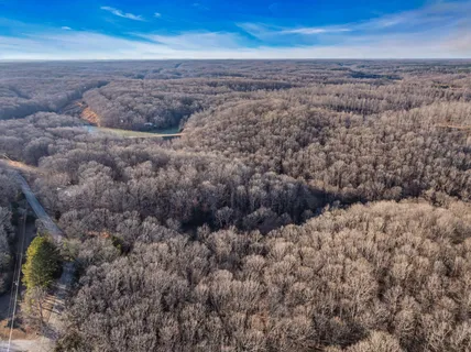 a view of a forest with a tree