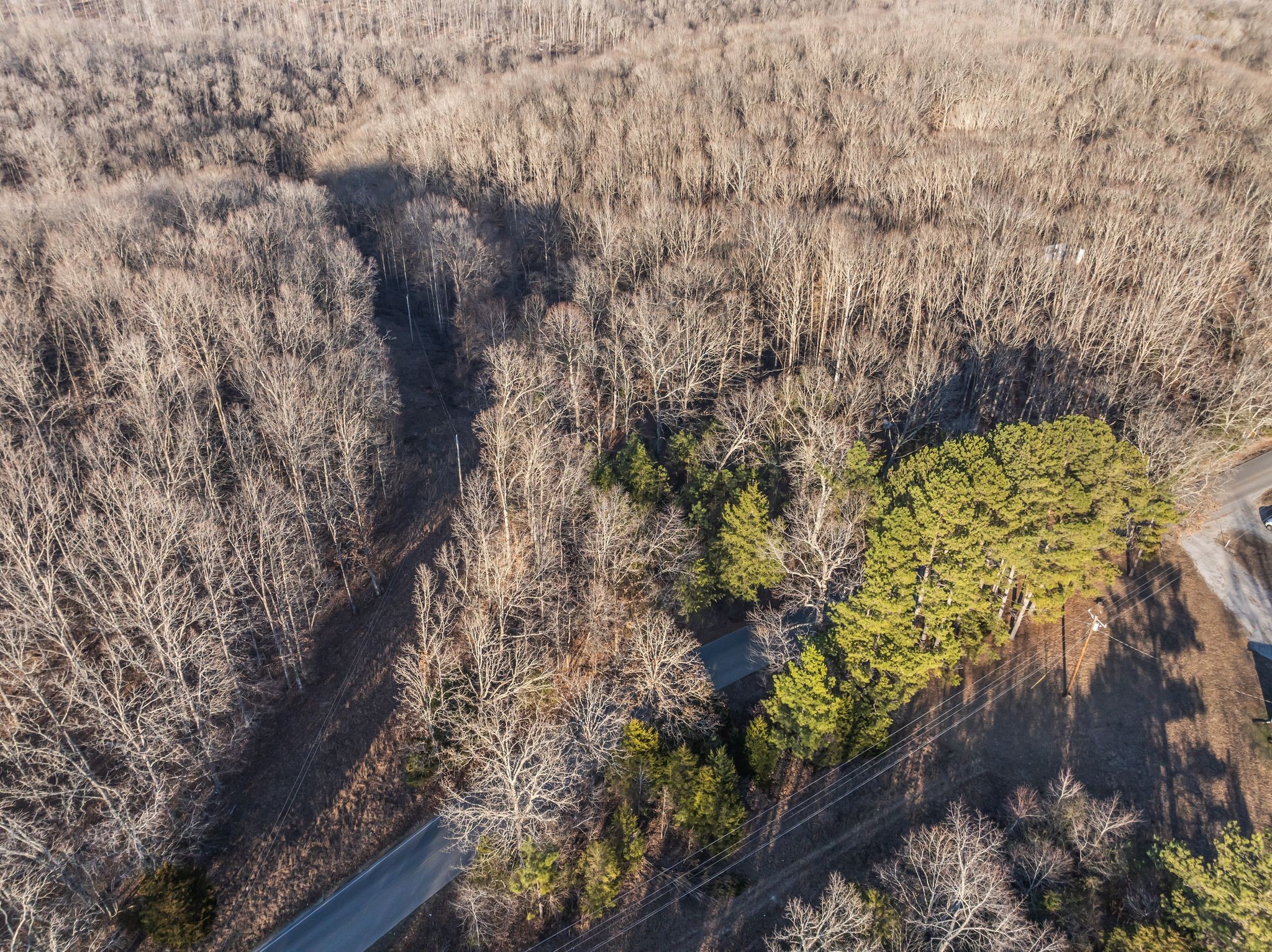 2598 Tower Road Nunnelly, TN 37137 - Photo 21 of 37 a view of a tree