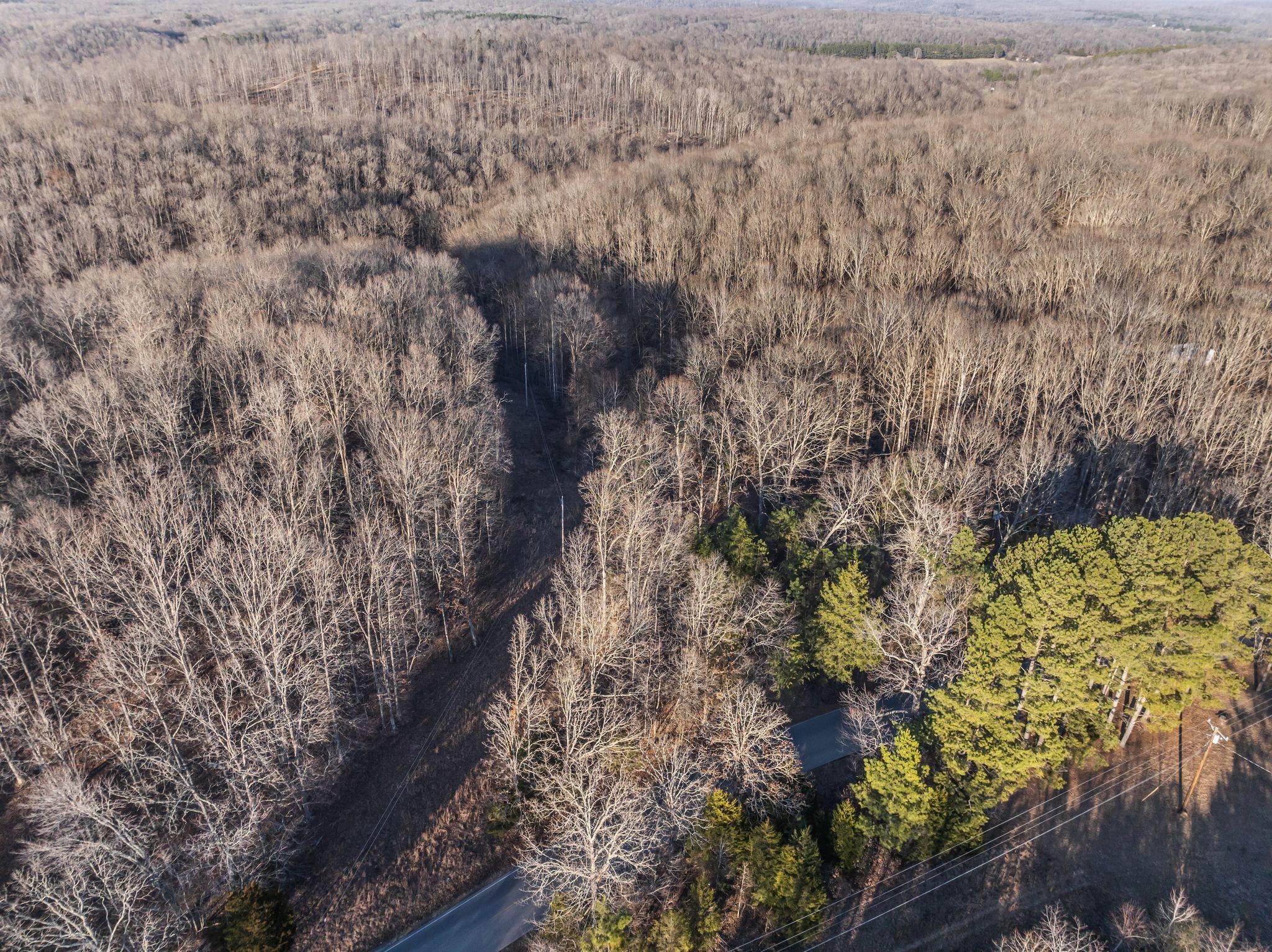 2598 Tower Road Nunnelly, TN 37137 - Photo 22 of 37 a view of a forest with a tree