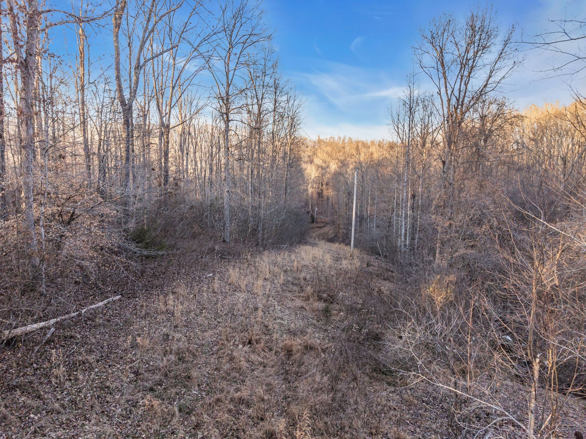 2598 Tower Road Nunnelly, TN 37137 - Photo 26 of 37 a view of a dry yard with trees
