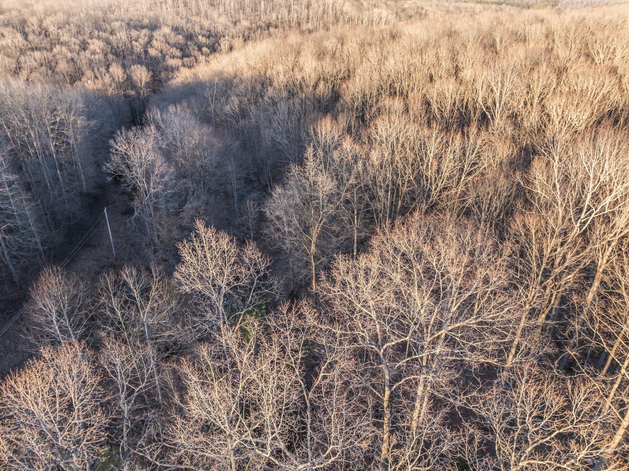 2598 Tower Road Nunnelly, TN 37137 - Photo 29 of 37 a view of a forest with lots of trees