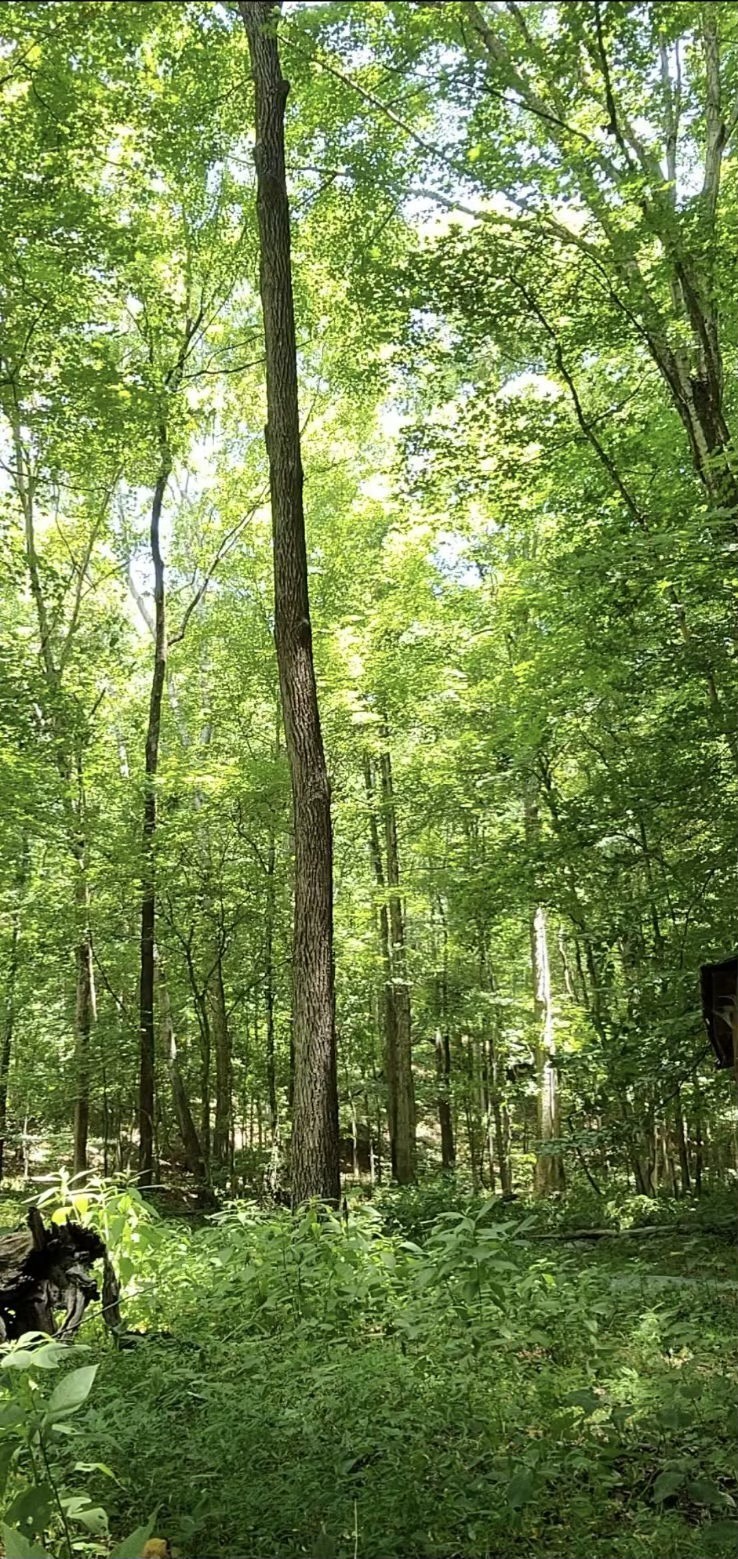 2598 Tower Road Nunnelly, TN 37137 - Photo 33 of 37 a big yard with lots of green space and trees