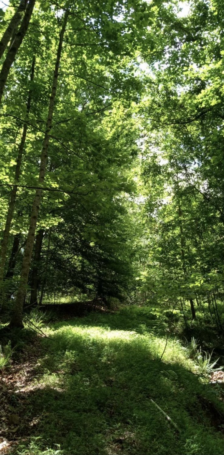 2598 Tower Road Nunnelly, TN 37137 - Photo 35 of 37 a view of yard