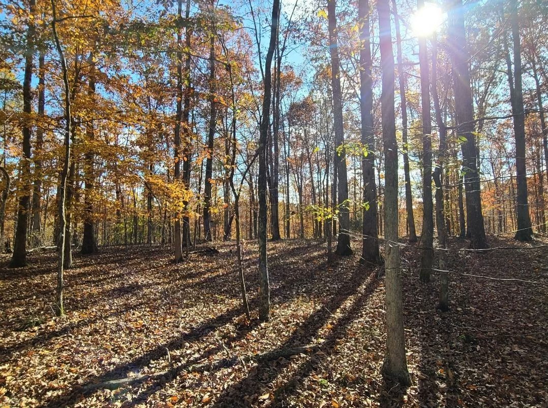 2598 Tower Road Nunnelly, TN 37137 - Photo 5 of 37 a view of a backyard of the house