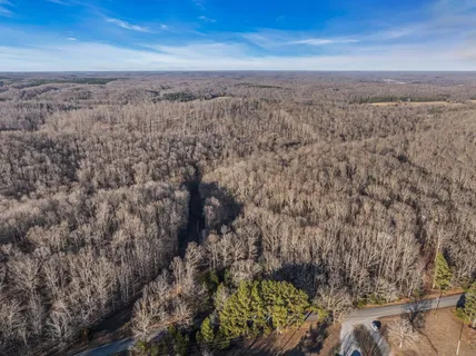 a view of a forest with trees in the background