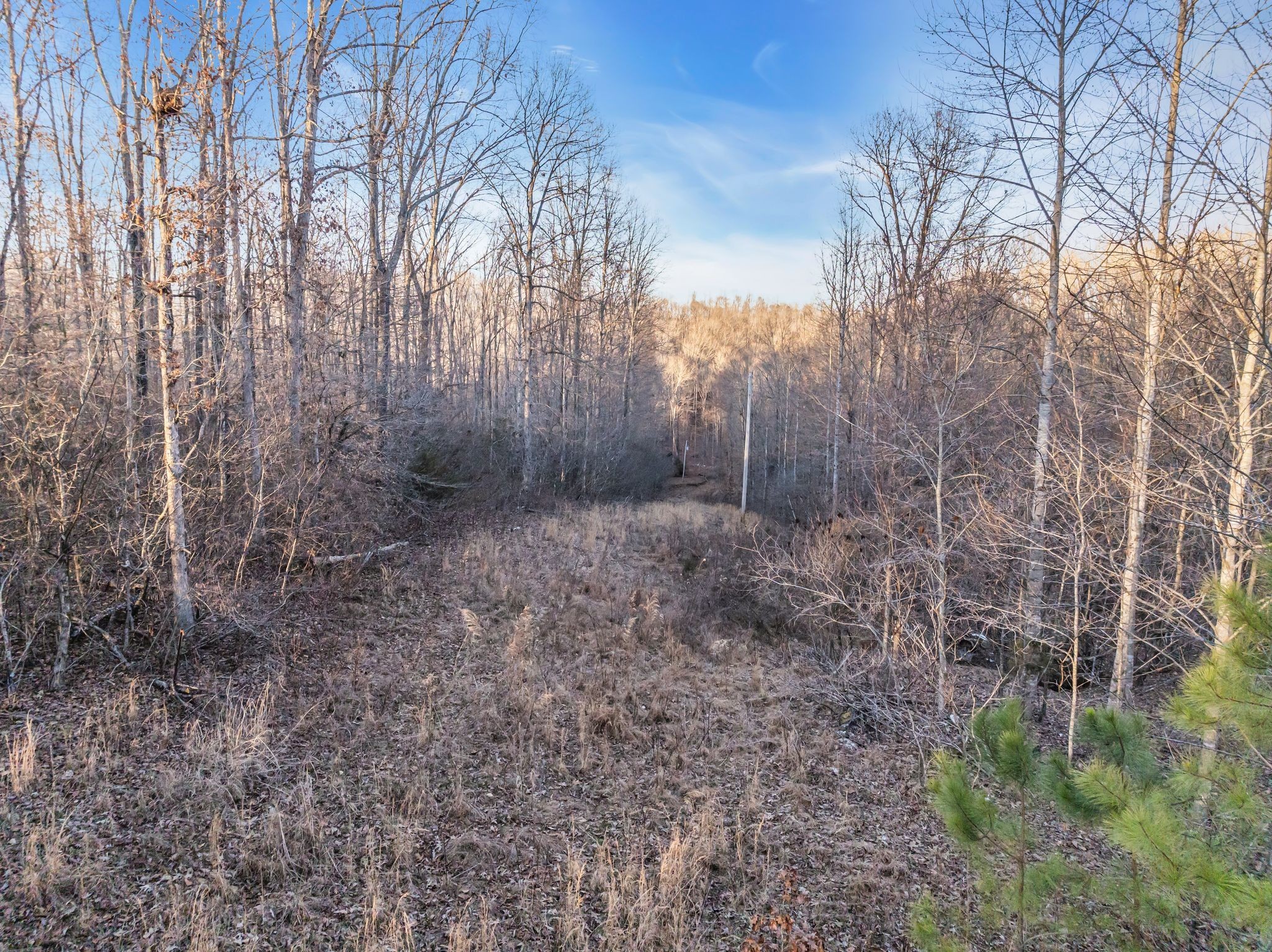 2598 Tower Road Nunnelly, TN 37137 - Photo 7 of 37 a view of a forest with trees in the background