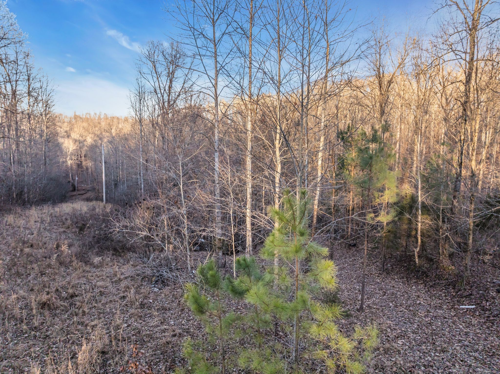 2598 Tower Road Nunnelly, TN 37137 - Photo 8 of 37 a backyard of a house with lots of green space