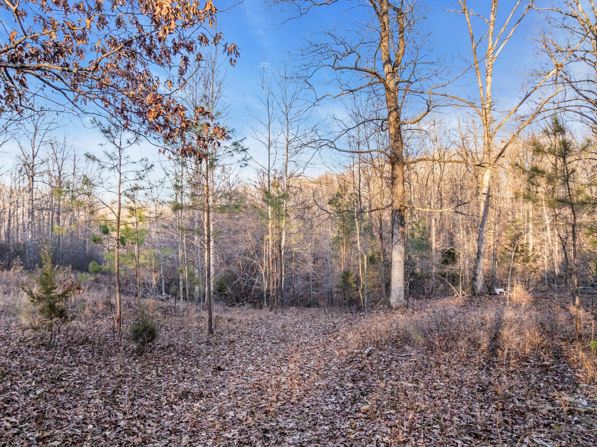 2598 Tower Road Nunnelly, TN 37137 - Photo 9 of 37 a backyard of a house with lots of green space