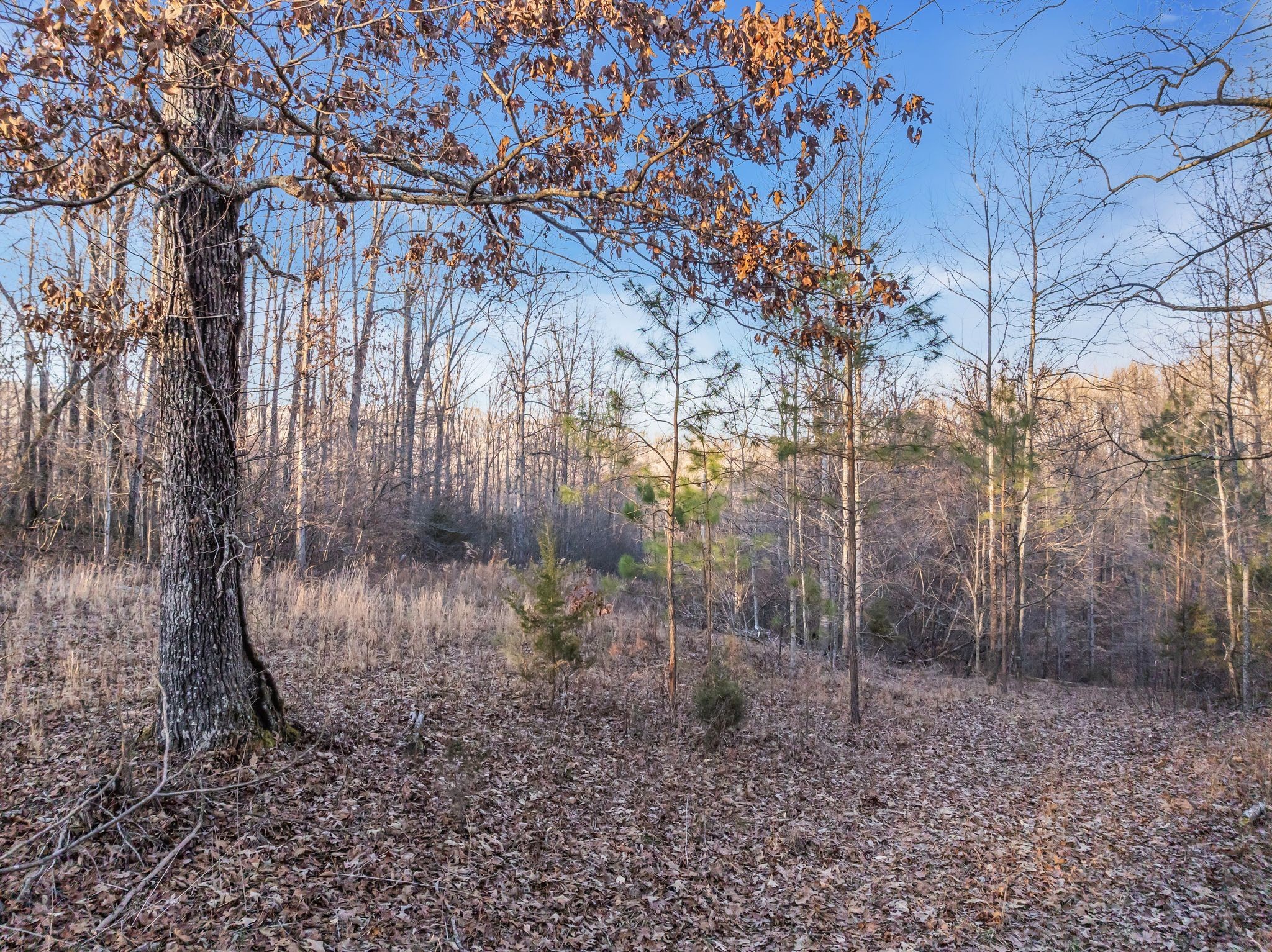 2598 Tower Road Nunnelly, TN 37137 - Photo 10 of 37 a view of a yard with large trees