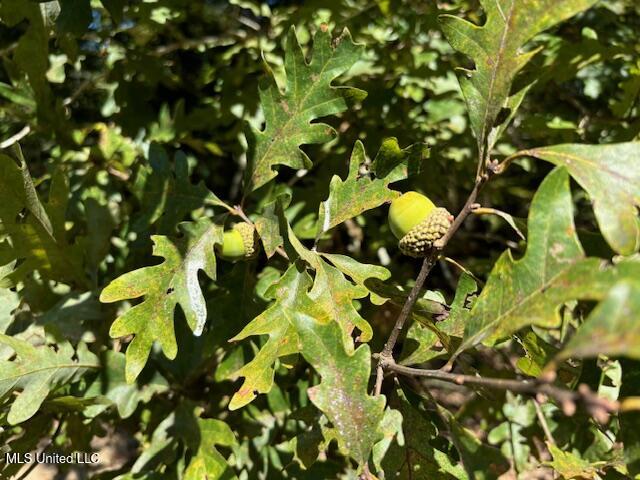 5785 Meadville Road Meadville, MS 39653 - Photo 15 of 60 IMG_0660