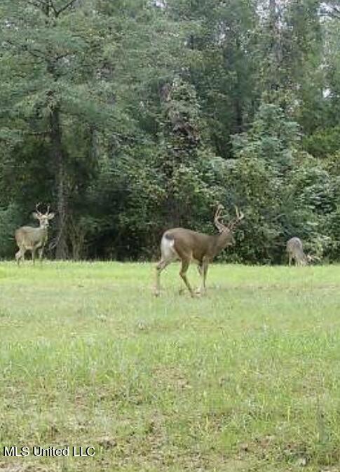 5785 Meadville Road Meadville, MS 39653 - Photo 43 of 60 IMG_0692