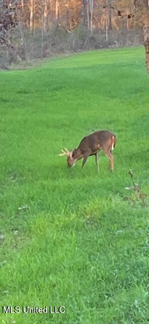 5785 Meadville Road Meadville, MS 39653 - Photo 44 of 60 IMG_0697
