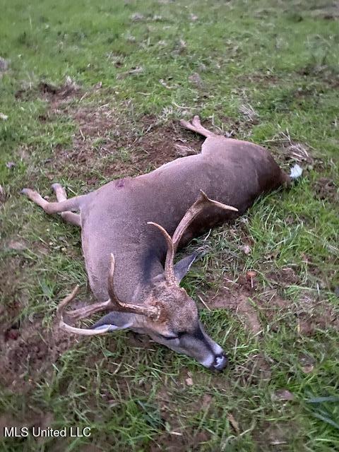 5785 Meadville Road Meadville, MS 39653 - Photo 57 of 60 IMG_4001