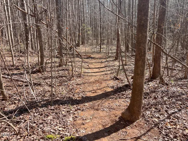 a small garden covered with tall trees