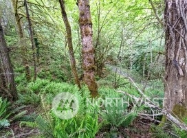 9636 Hunter Point Road Northwest Olympia, WA 98502 - Photo 3 of 9 a view of a lush green forest