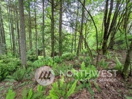 9636 Hunter Point Road Northwest Olympia, WA 98502 - Photo 5 of 9 a view of a lush green forest