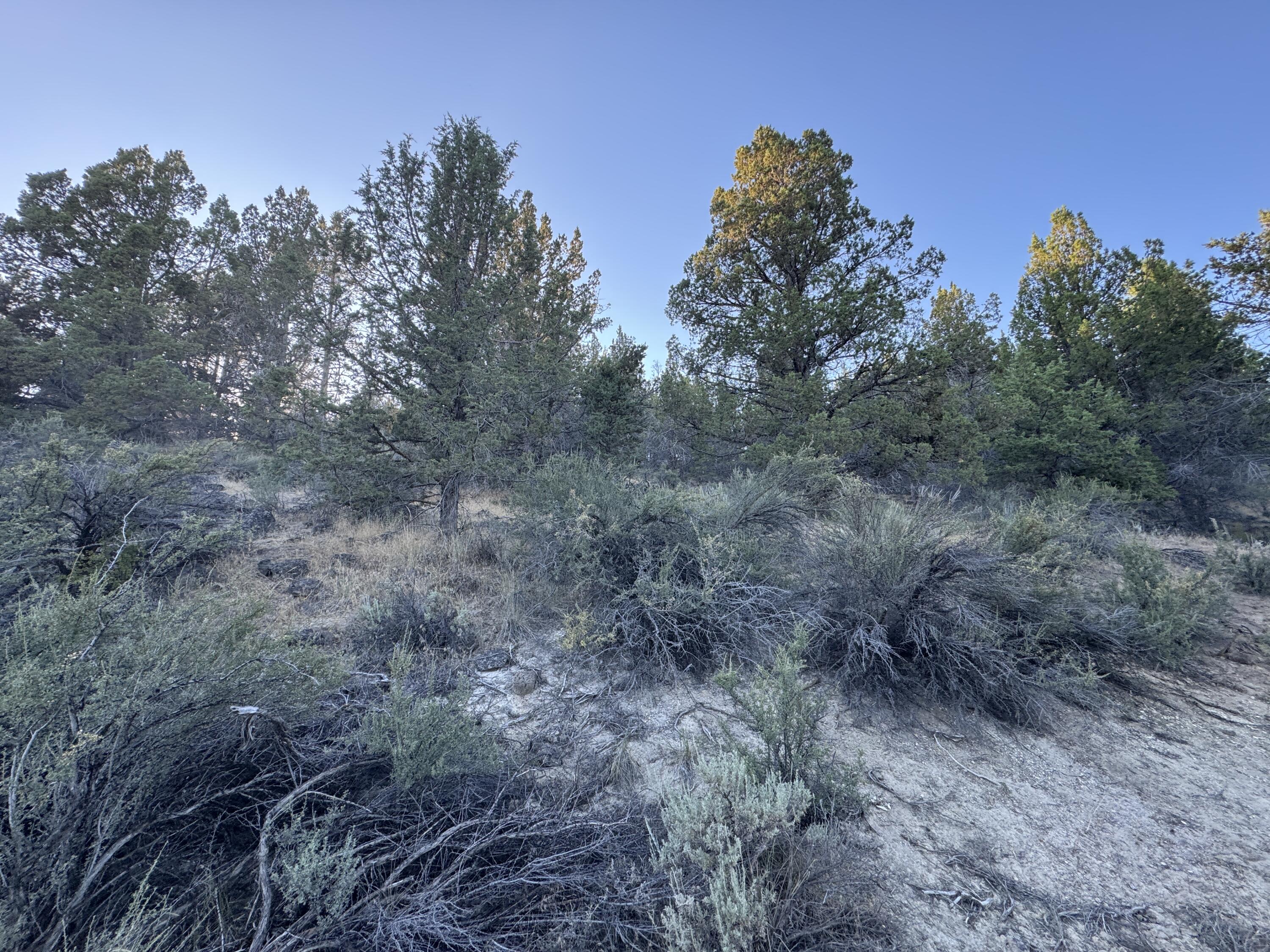 0 Wasco Street, Unit 100 Chiloquin, OR 97624 - Photo 2 of 4 a view of a forest with trees in the background