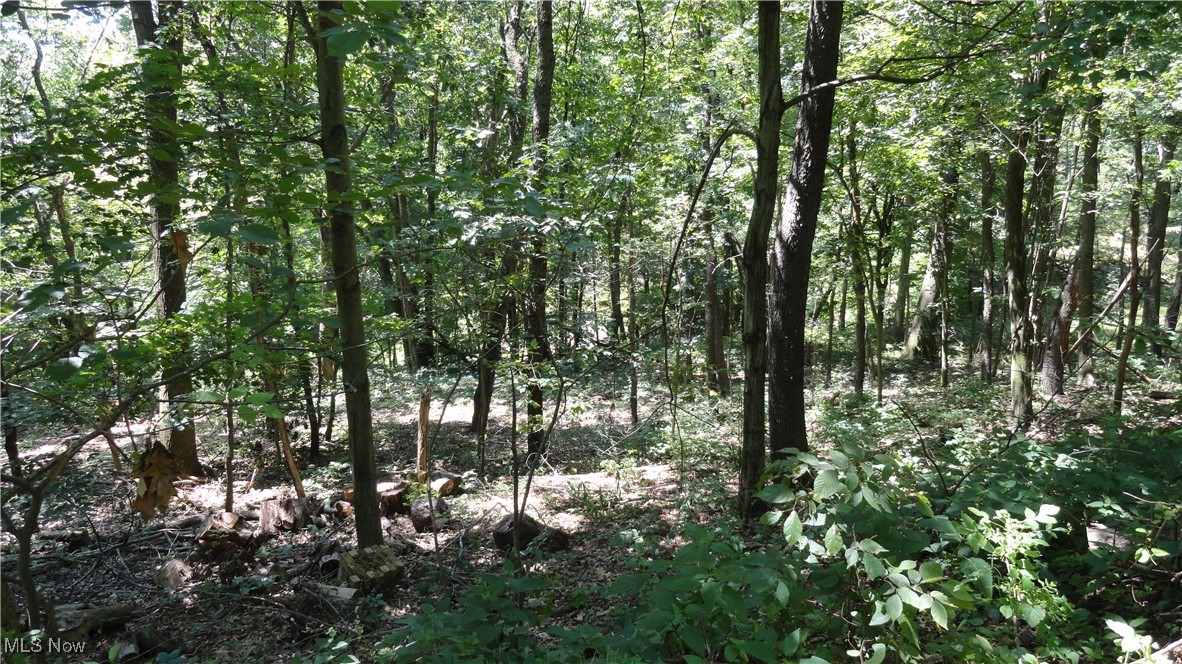 Tbd Glendale Road New Cumberland, WV 26047 - Photo 10 of 17 Timber