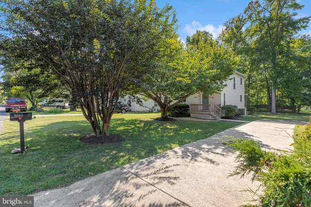 a view of a yard with plants and a large tree