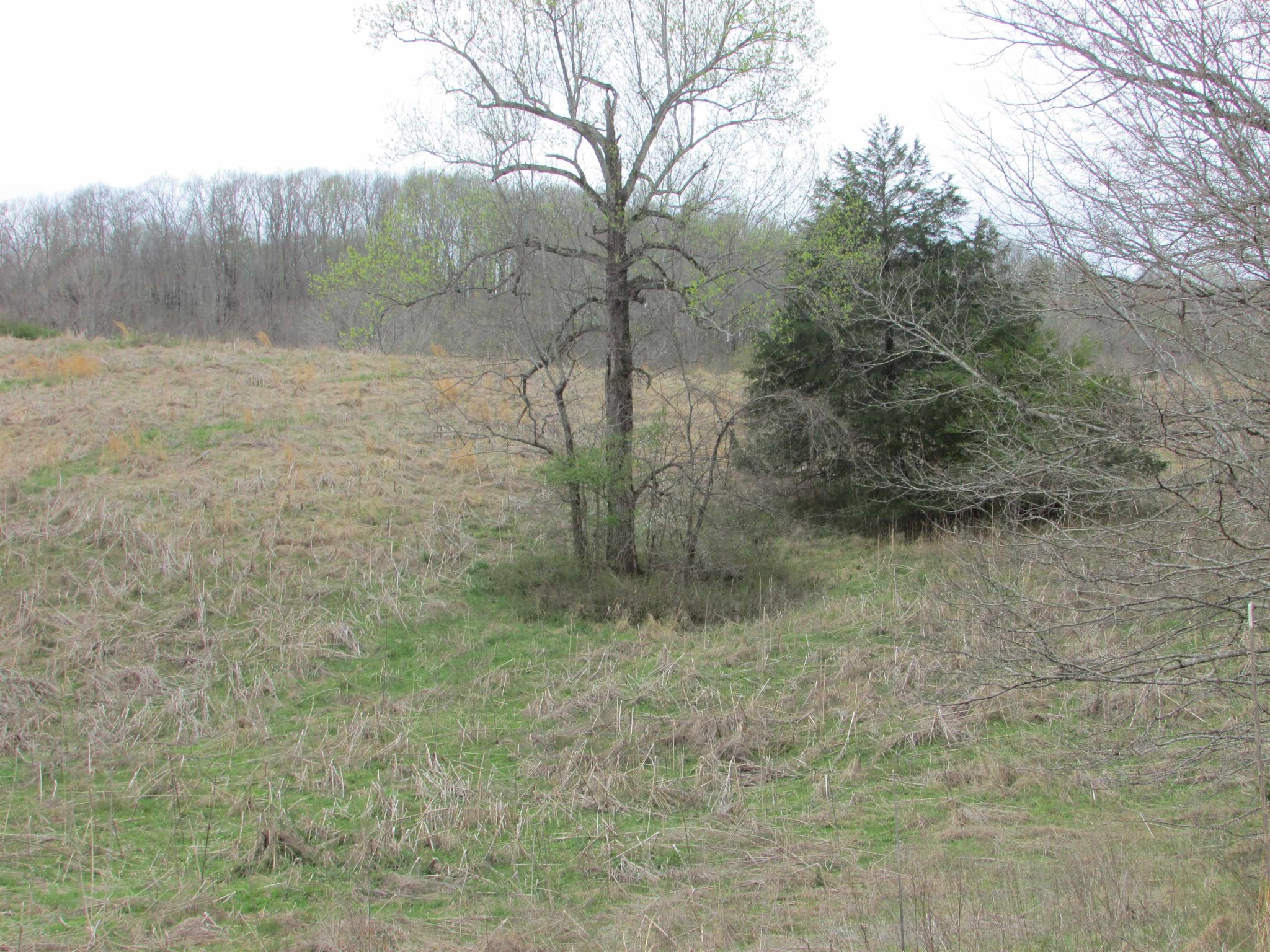 0 Ross Creek Road Clifton, TN 38425 - Photo 4 of 5