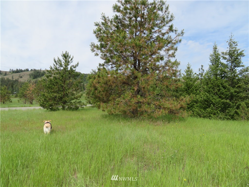 -tbd Tiffany Road Republic, WA 99166 - Photo 7 of 12 Gallery Image 7