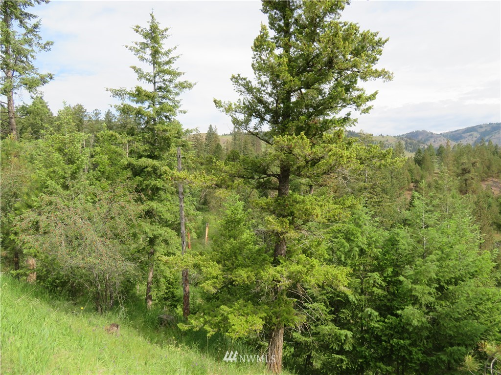 -tbd Tiffany Road Republic, WA 99166 - Photo 10 of 12 Gallery Image 10