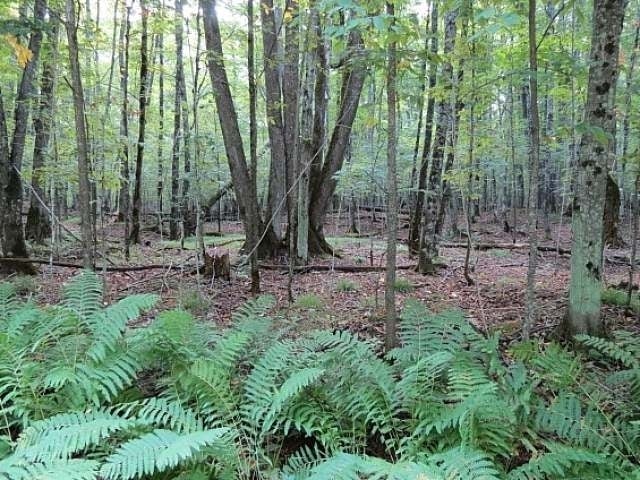 Lot 3 Timber Wolf Road Presque Isle, WI 54557 - Photo 7 of 19 Gallery Image 7