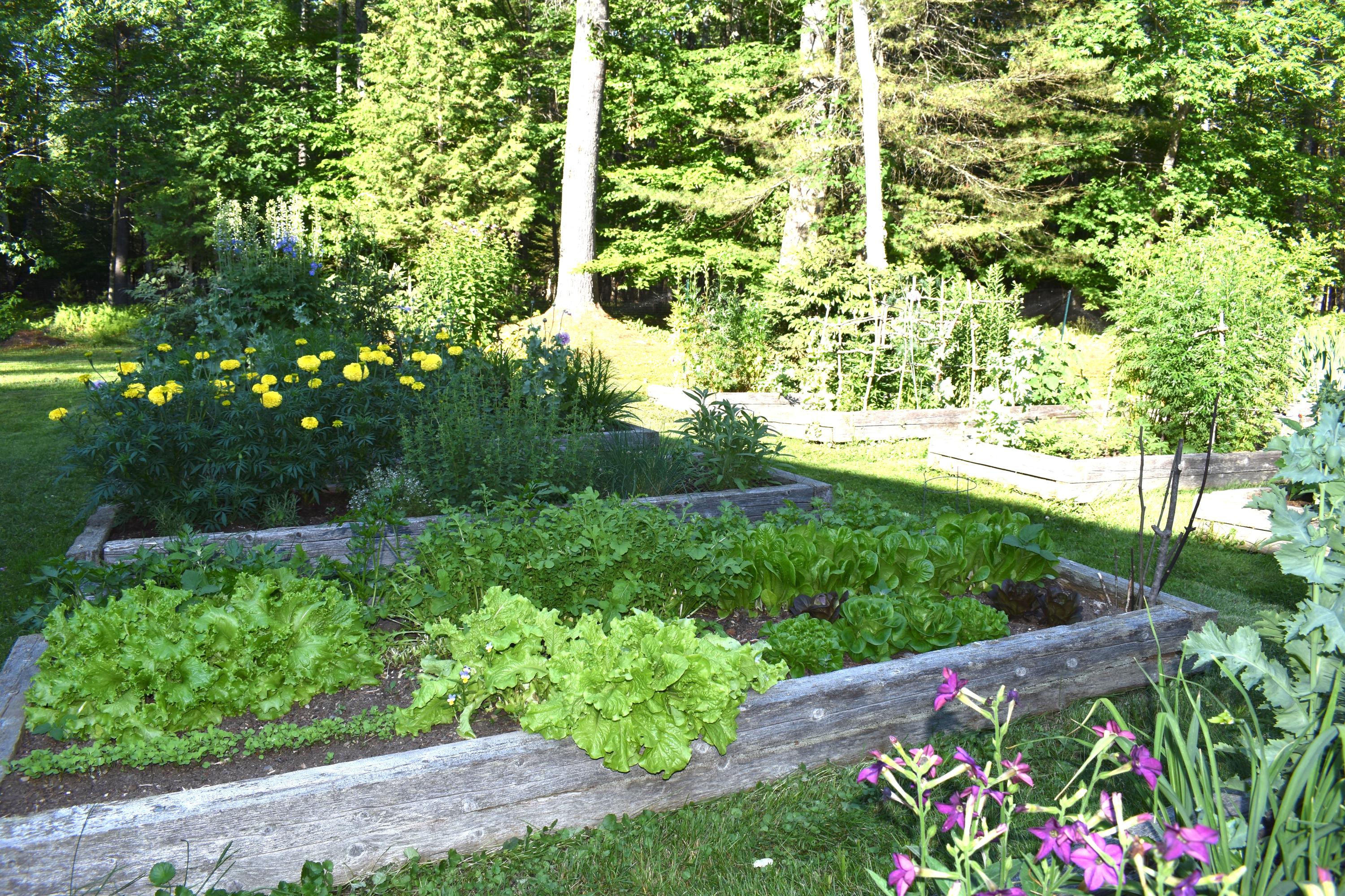 173 Denbow Road St. Albans, ME 04971 - Photo 55 of 83 garden 3