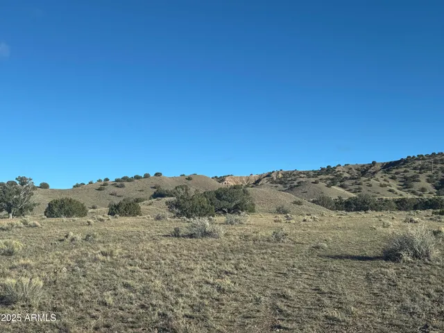 a view of a large tree with a yard