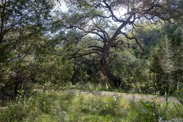 a backyard of a house with a yard and large trees