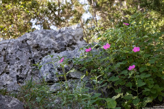 a view of a flower in a garden