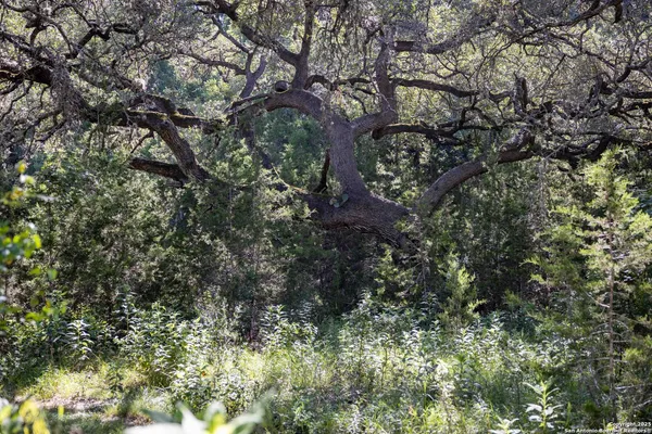a picture of tree